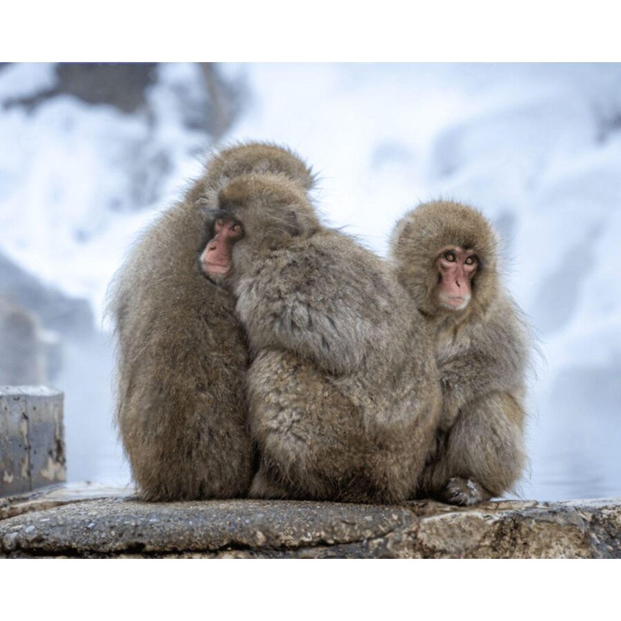 Nagano Tokyo: Snow Monkey Private Day Tour Hotel Pick & Drop - Price, meals, tickets, and the real value