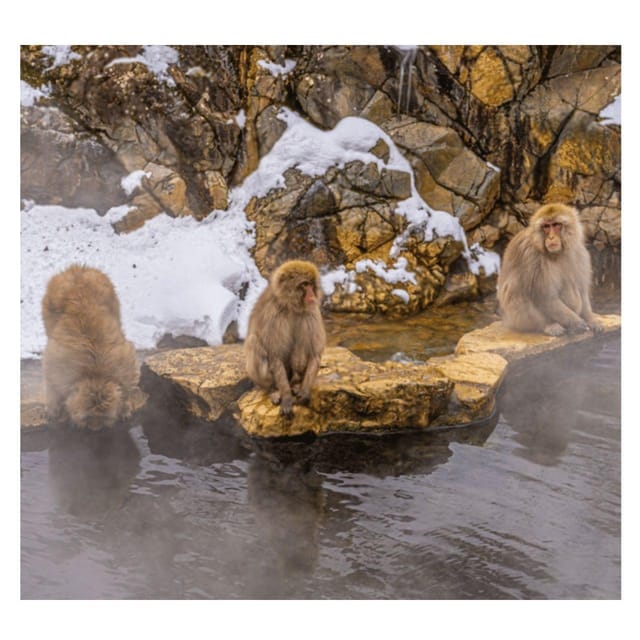 Nagano Tokyo: Snow Monkey Private Day Tour Hotel Pick & Drop - Why the snow monkeys are worth the long road trip
