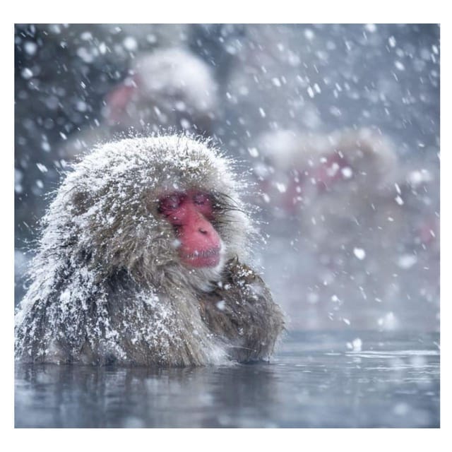 Nagano Tokyo: Snow Monkey Private Day Tour Hotel Pick & Drop - Matsushiro Castle Ruins bring in samurai history