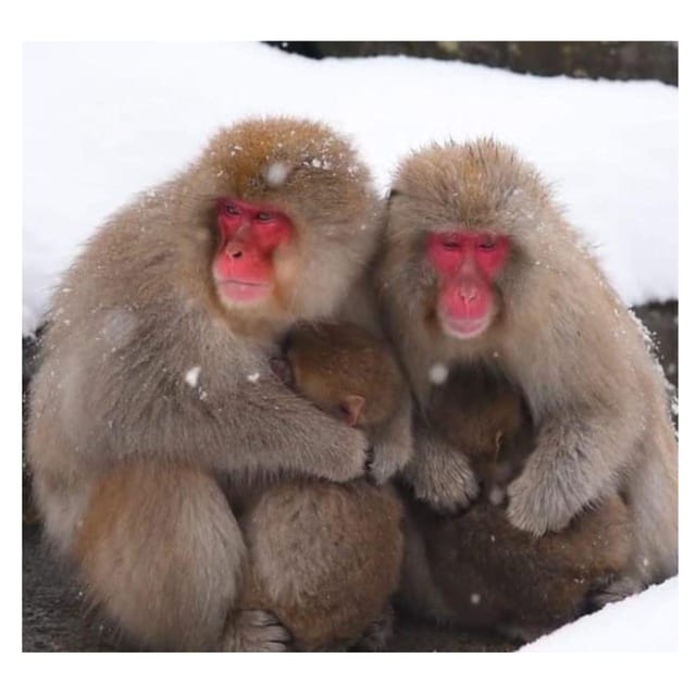 Nagano Tokyo: Snow Monkey Private Day Tour Hotel Pick & Drop - What the flexible schedule really gives you