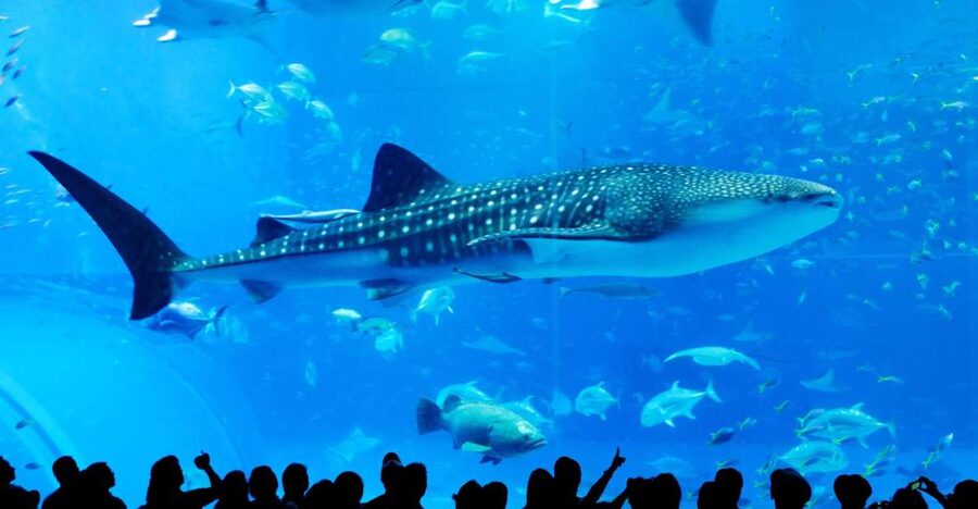 Naha: North Okinawa Sightseeing Tour & Churaumi Aquarium - Nago Pineapple Park brings the silly fun