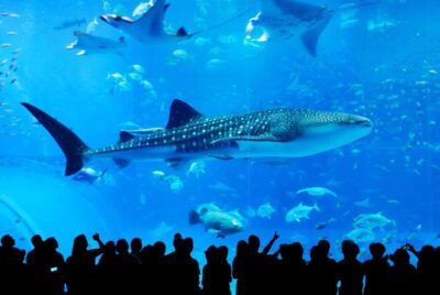 North Okinawa Sightseeing Tour & Churaumi Aquarium
