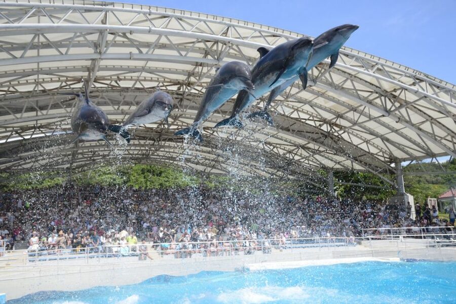 Naha: North Okinawa Sightseeing Tour & Churaumi Aquarium - Okashigoten is a useful Okinawan shopping stop