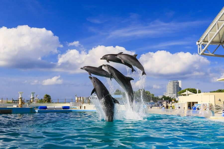 Naha: North Okinawa Sightseeing Tour & Churaumi Aquarium - How much time do you really get?