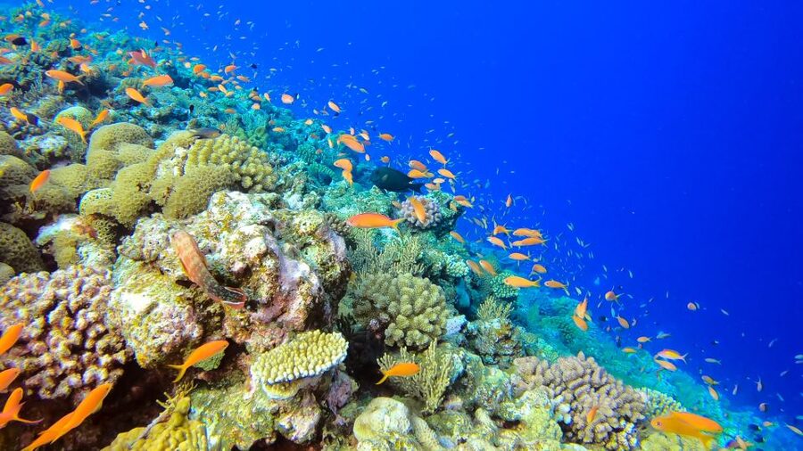 Naha, Okinawa: Kerama Islands Full-Day Intro-Diving Trip - English-speaking support and the pace of the day