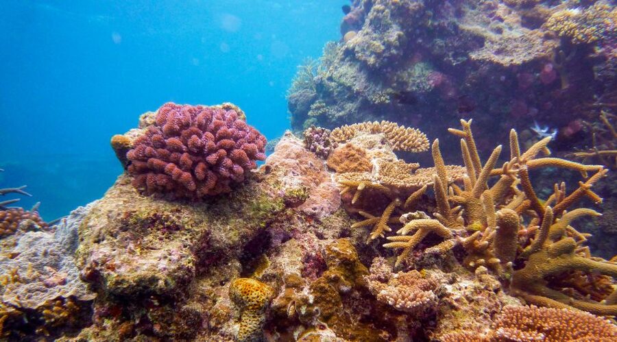 Naha, Okinawa: Kerama Islands Full-Day Intro-Diving Trip - Who gets the most from this $70 outing