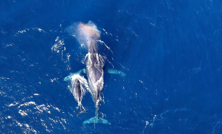 Naha, Okinawa: Kerama Islands Half-Day Whale Watching Tour - Key points to know before you book