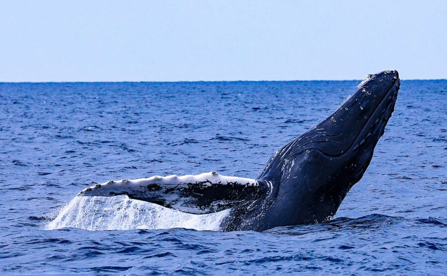 Naha, Okinawa: Kerama Islands Half-Day Whale Watching Tour - Boarding the boat and facing the open sea