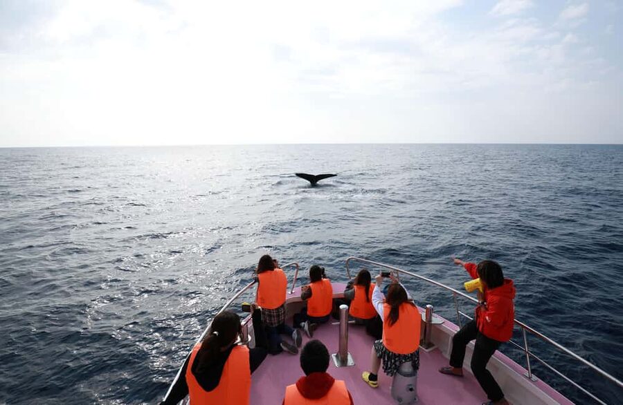 Naha, Okinawa: Kerama Islands Half-Day Whale Watching Tour - The search for humpback whales
