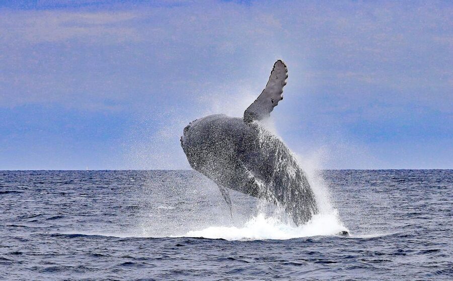 Naha, Okinawa: Kerama Islands Half-Day Whale Watching Tour - What a real sighting may look like
