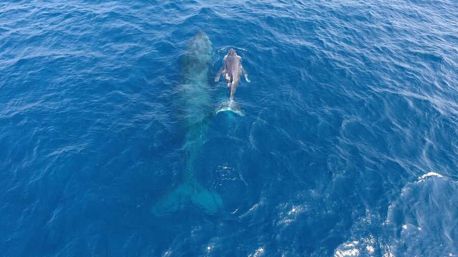 Naha, Okinawa: Kerama Islands Half-Day Whale Watching Tour - Is $37 good value?