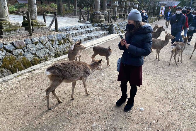 Nara 6hr Private Tour with Government-Licensed Guide - Horyuji, Yakushiji, and Toshodaiji