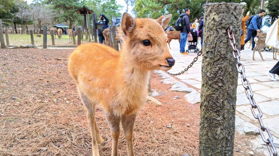 Nara: City Highlights Shared Group or Private Bike Tour - Kasuga Taisha and its thousand lanterns
