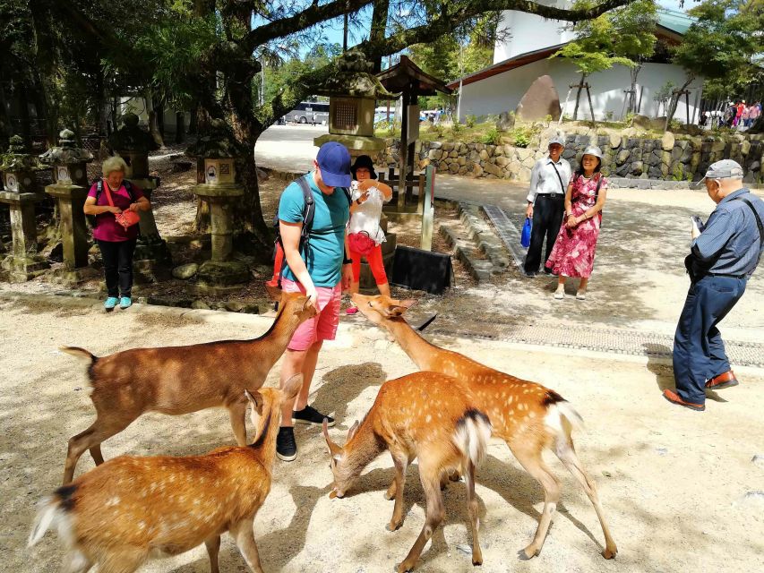 Nara: City Highlights Shared Group or Private Bike Tour - The final ride through Nara Park