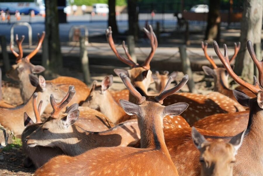 Nara Early Bird Tour (Kyoto Departure Option Available) - Todaiji Temple and the Great Buddha