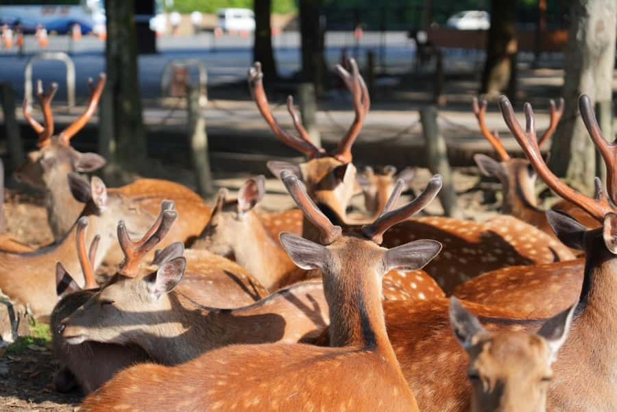 Nara Early Bird Tour (Kyoto Departure Option Available) - Taking the train from Kyoto to Nara
