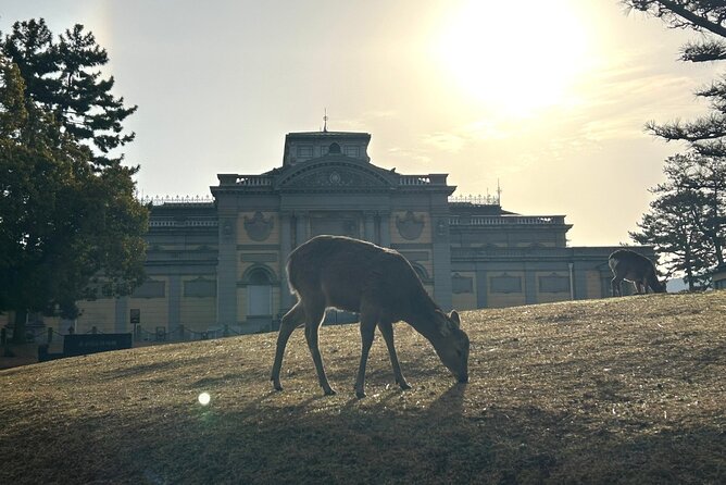 Nara Early Morning Tour (Kyoto or Osaka Departure Available) - How the small group changes the experience