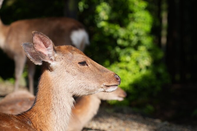 Nara Early Morning Tour (Kyoto or Osaka Departure Available) - Who will enjoy this walk most