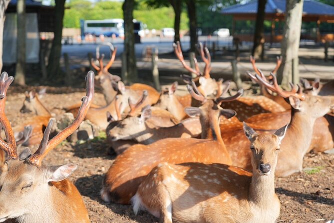 Nara Early Morning Tour (Kyoto or Osaka Departure Available) - Nara Park is more than a deer photo stop