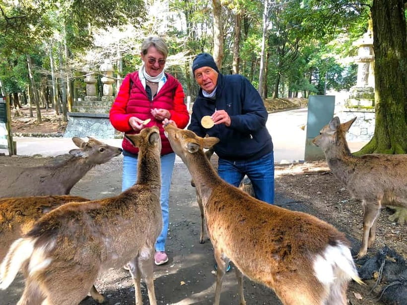 Nara: Great Buddha, Kasuga Shrine & Deer Park Tour - Key points at a glance