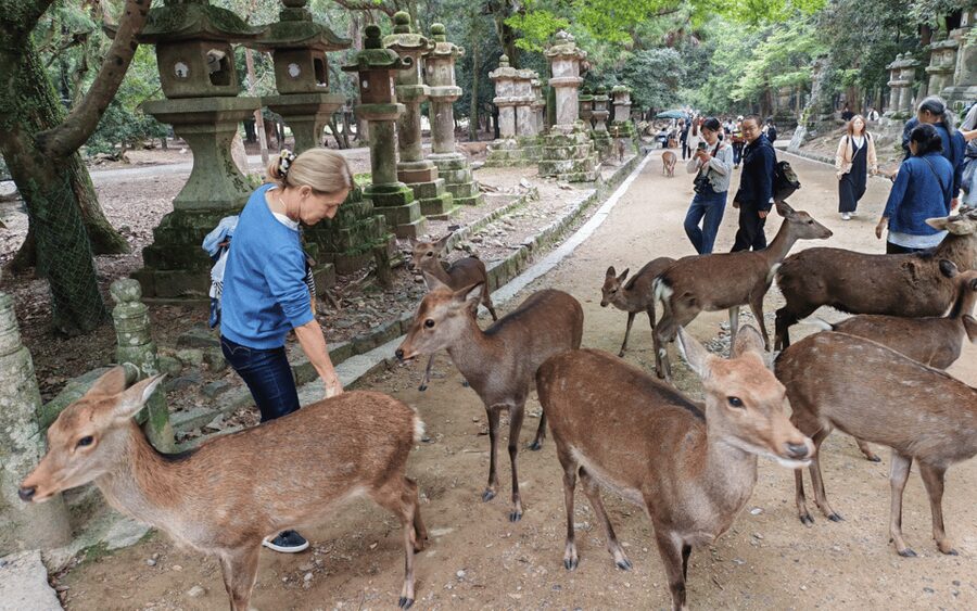 Nara: Great Buddha, Kasuga Shrine & Deer Park Tour - Why this compact Nara tour works