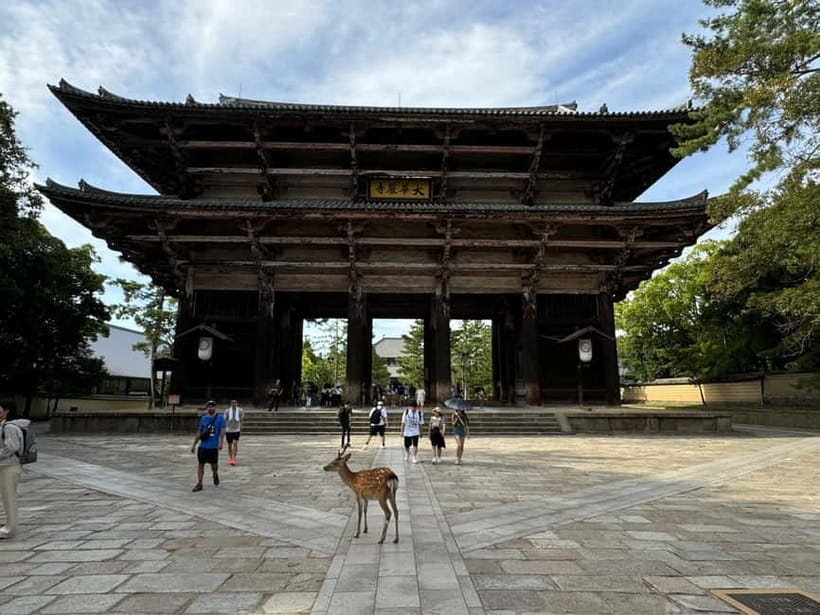 Nara: Great Buddha, Kasuga Shrine & Deer Park Tour - The guide makes the difference