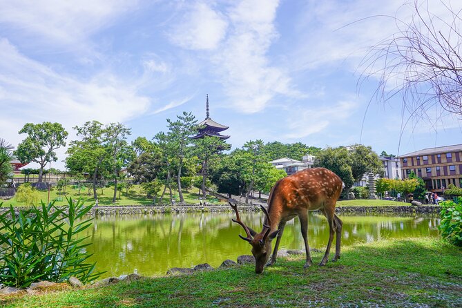 Nara Half Day Trip Walking Tour (Private Option Available) - Why this half-day Nara tour works so well