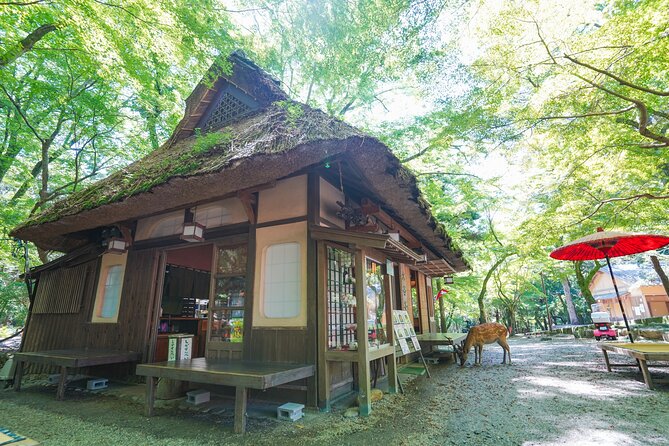 Nara Half Day Trip Walking Tour (Private Option Available) - Kasuga Taisha and the forest edge