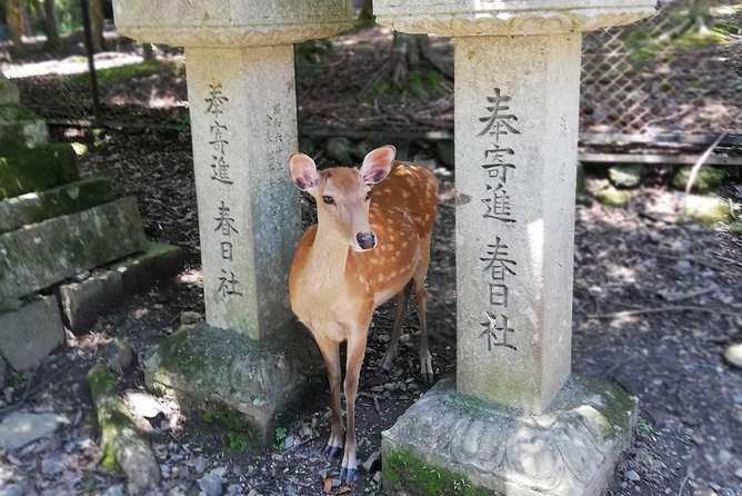 Nara Half Day Trip Walking Tour (Private Option Available) - Starting at Kofuku-ji’s five-story pagoda