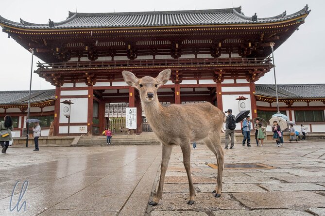 Nara Park, Osaka & Kobe from Kyoto Full Day tour - The bus ride is the real time saver