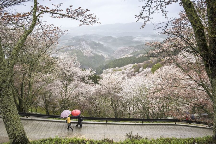 Nara: Private Walking Tour with a Local - Key points at a glance