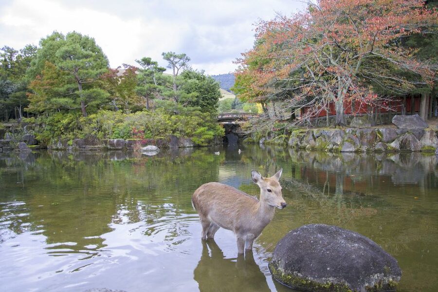 Nara: Private Walking Tour with a Local - What the three to six hours really mean