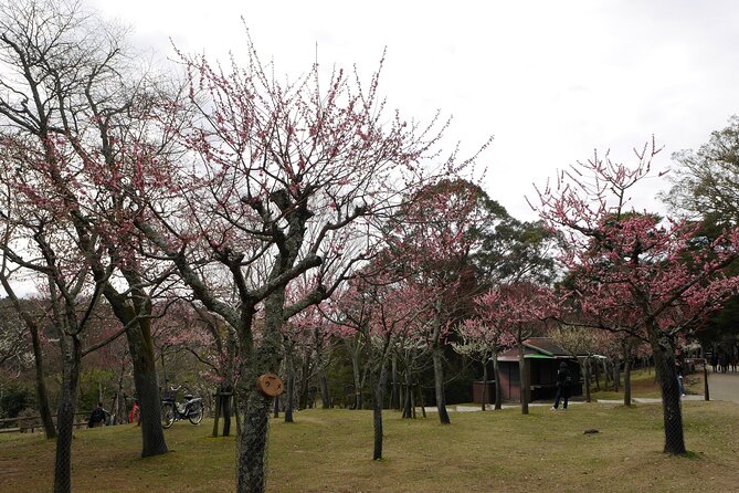 Nara Todaiji Kasuga Taisha Private Full Day Tour From Kyoto - Meeting your guide at Kyoto Station