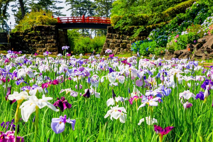 Odawara: Guided Ninja & Samurai Tour of Odawara Castle - Walking the castle park for 40 minutes