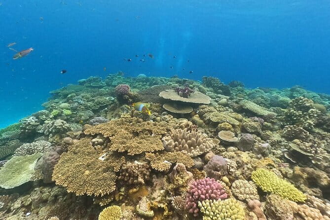 Okinawa: Discover SCUBA Diving 2 Dives at Minna, Sesoko or Motobu - What the first briefing is really for