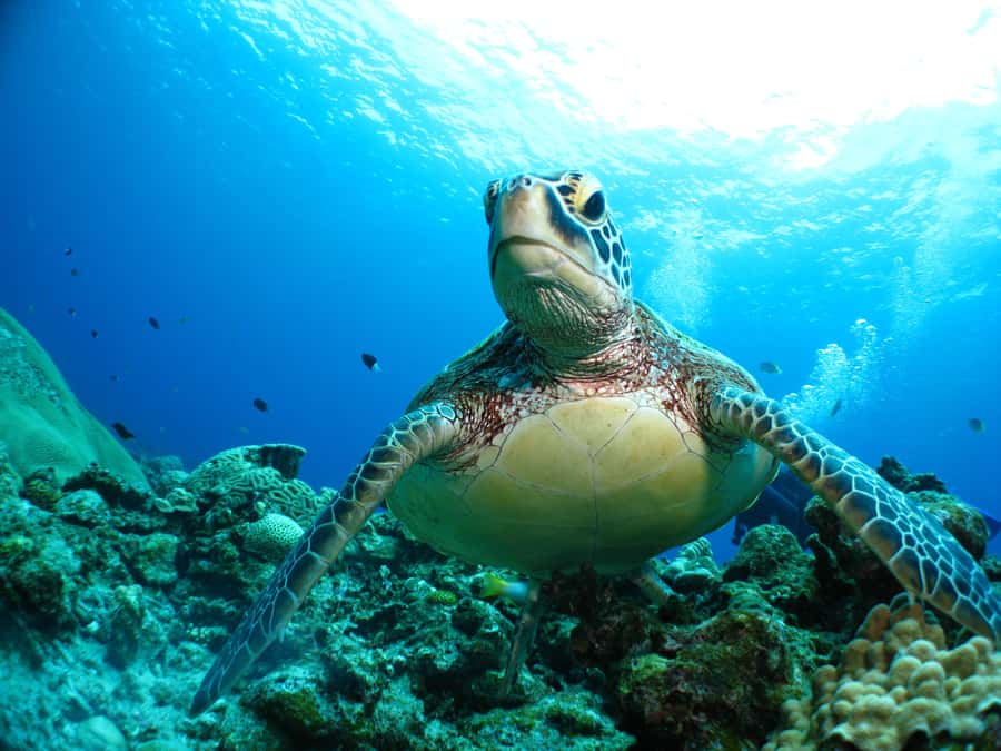 Okinawa: From Naha: Kerama Islands 1-day snorkeling tour - Equipment and support for first-timers