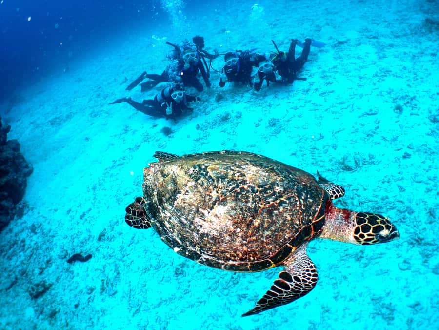 Okinawa: From Naha: Kerama Islands 1-day snorkeling tour - Lunch, drinks, and the practical boat routine