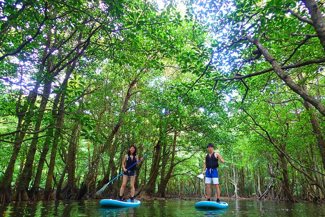 Okinawa Iriomote Mangrove SUP or Canoe Tour - Canoe or SUP: Choosing the Right Way to Go