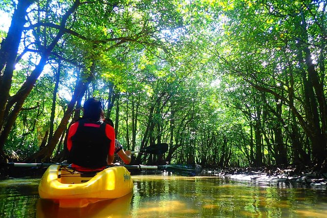 Okinawa Iriomote Mangrove SUP or Canoe Tour - Free Photos Make the Short Tour More Useful