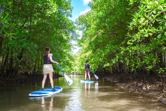Okinawa Iriomote Mangrove SUP or Canoe Tour - The Nature Focus and Eco-Friendly Approach