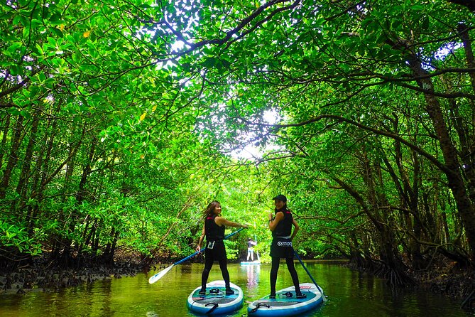 Okinawa Iriomote Mangrove SUP or Canoe Tour - Paddling the Urauchi River