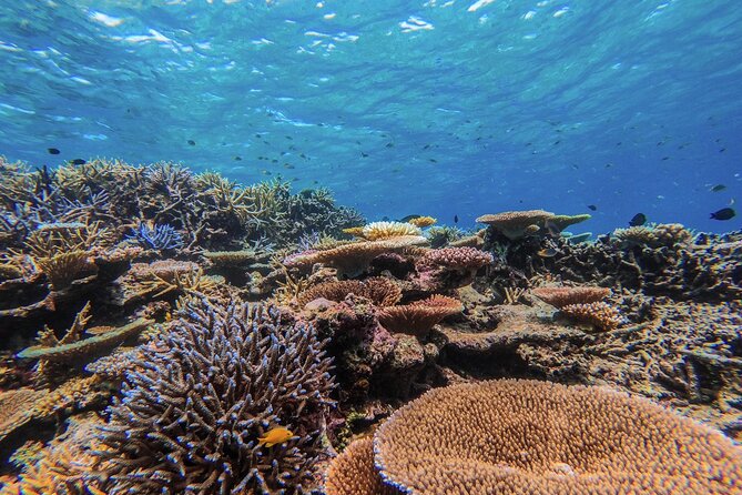 Okinawa Iriomote Snorkeling Tour at Coral Island - What happens at Barasu Island