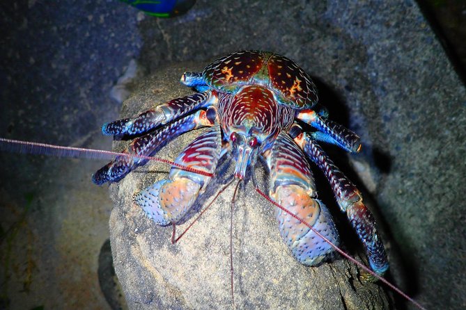 Okinawa Iriomotejima Night Adventure Tour - Stargazing on a dark Iriomote beach
