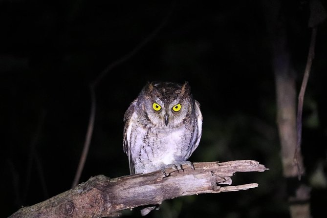 Okinawa Iriomotejima Night Adventure Tour - What the $32.37 price really buys you