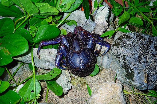 Okinawa Ishigaki Island Night Starry sky and Jungle night tour - Meeting near Ishigaki Terminal at 7:30 p.m.