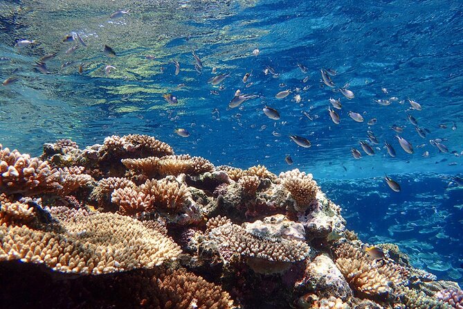 Okinawa Ishigaki Kabira Bay SUP or Canoe and Blue Cave Snorkeling - Weather can rewrite the plan