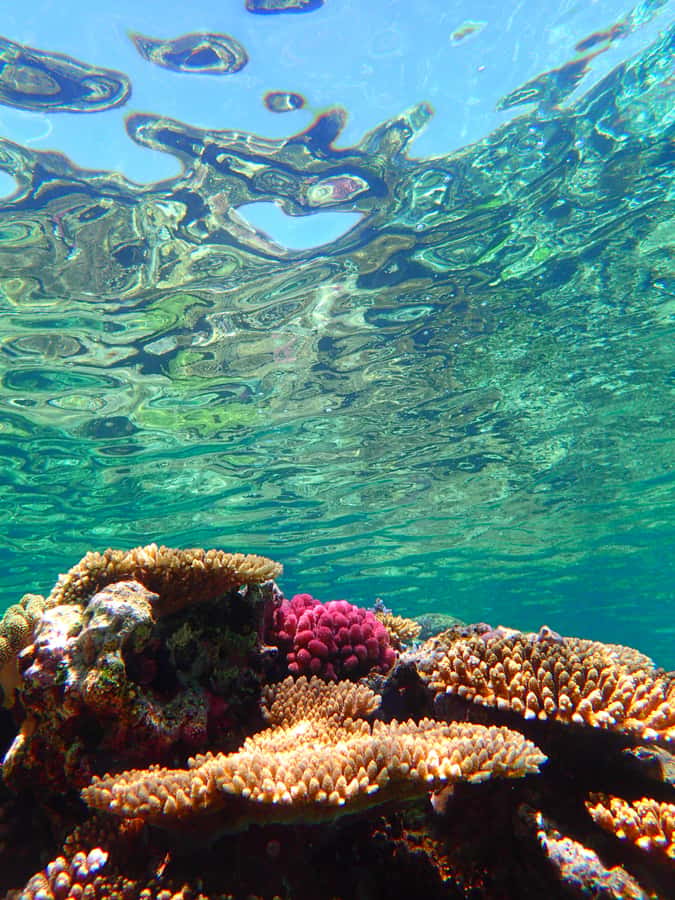 Okinawa : Kerama Whole Day Snorkeling Tour From Chatan/Naha - Who should book this experience?