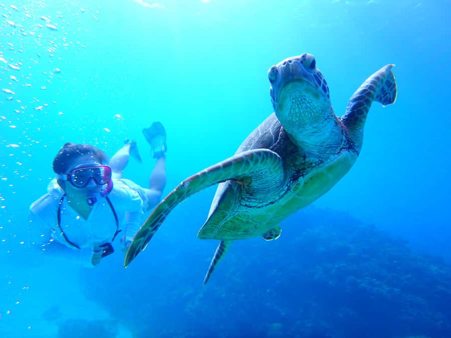 Okinawa : Kerama Whole Day Snorkeling Tour From Chatan/Naha - Choosing between Chatan and Naha