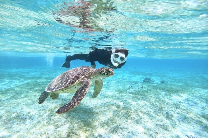 Okinawa Miyako Beach SUP or Canoe and sea turtle Snorkeling - Snorkeling with coral, fish, and sea turtles