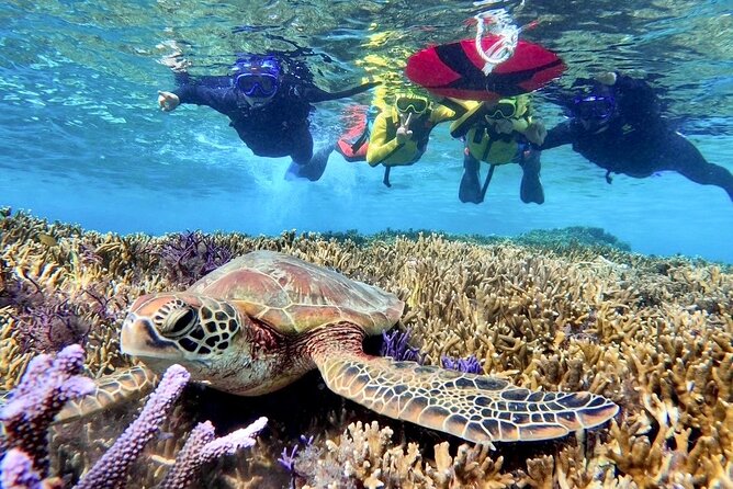 Okinawa Miyako Beach SUP or Canoe and sea turtle Snorkeling - Meeting point, transport, and preparation